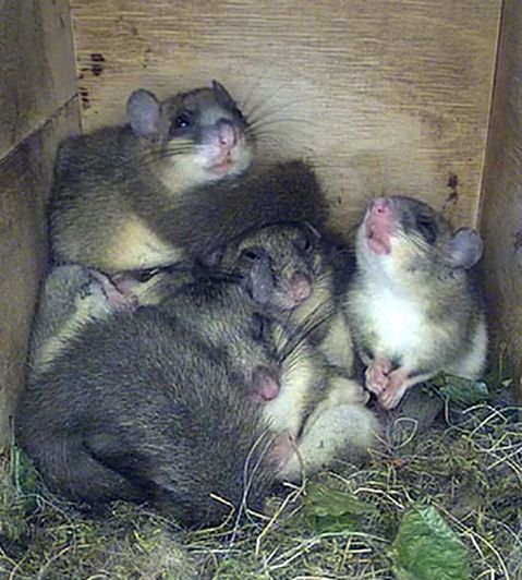 Vier Siebenschläfer kuscheln sich in einem hölzernen Nistkasten aneinander, umgeben von Blättern und Gras.