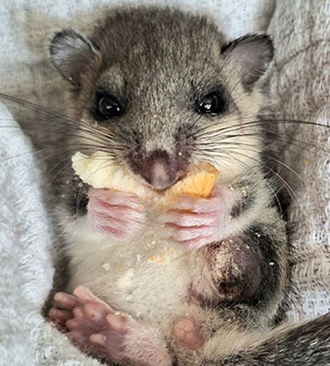 Ein kleines, flauschiges Nagetier mit großen Augen hält ein Stück Brot und sitzt auf einem weichen, weißen Stoff.