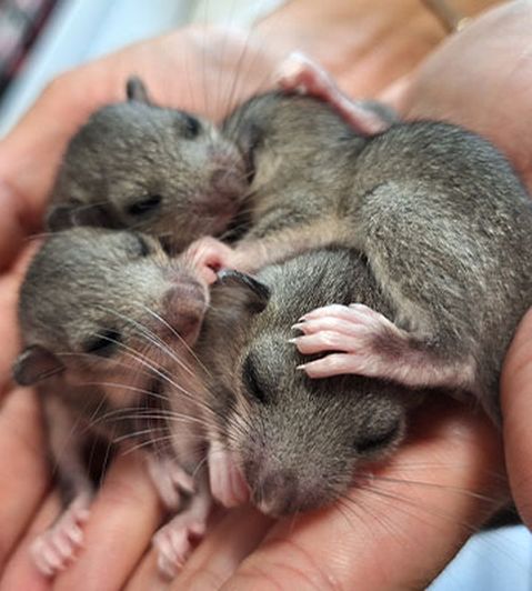 Eine Person hält vier winzige, schlafende Babynagetiere mit geschlossenen Augen und weichem grauen Fell in den Händen.